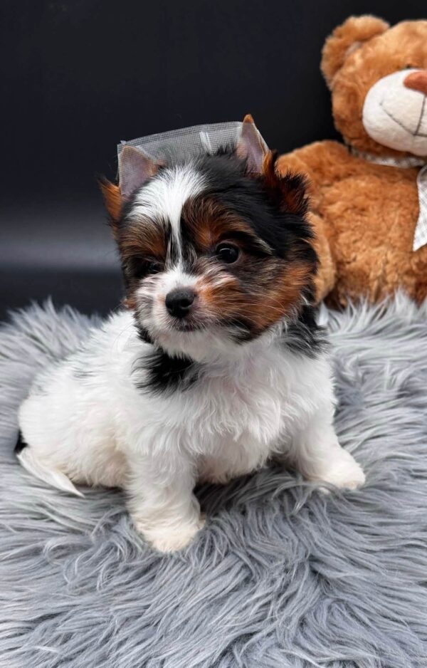 Destiny Biewer Yorkshire Terrier Destiny Biewer Yorkshire Terrier