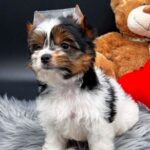 Destiny-female-Biewer-puppy-for-sale-2