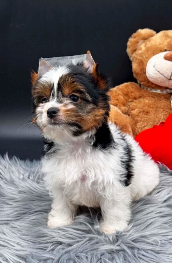 Destiny Biewer Yorkshire Terrier Destiny Biewer Yorkshire Terrier