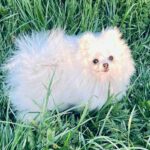Dimon-male-pomeranian-puppy-for-sale-1 (1)(1)