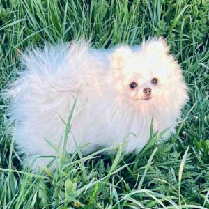 Dimon Pomeranian Dimon Pomeranian