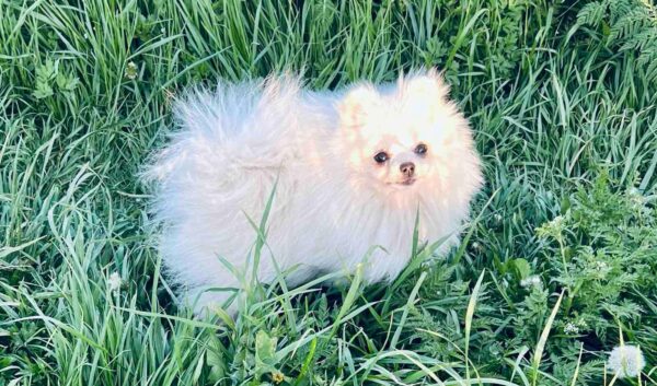 Dimon Pomeranian Dimon Pomeranian