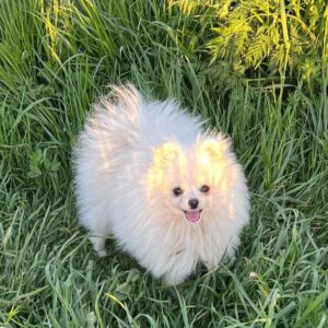 Dimon Pomeranian Dimon Pomeranian