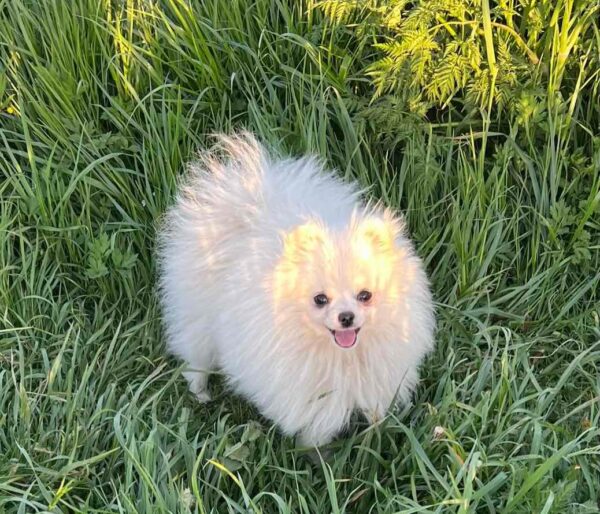 Dimon Pomeranian Dimon Pomeranian