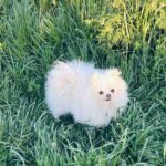 Dimon-male-pomeranian-puppy-for-sale-1 (3)(1)