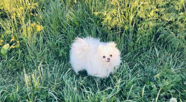 Dimon Pomeranian Dimon Pomeranian