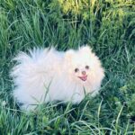 Dimon-male-pomeranian-puppy-for-sale-1 (4)(1)