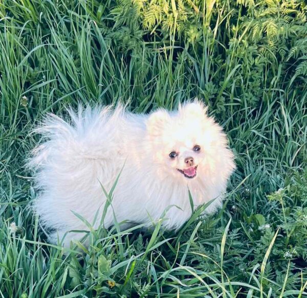 Dimon Pomeranian Dimon Pomeranian