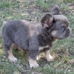 Doc-male-fluffy-french-bulldog-puppy-for-sale- (1)