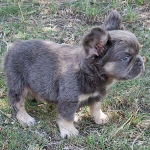Doc Fluffy French Bulldog Doc Fluffy French Bulldog