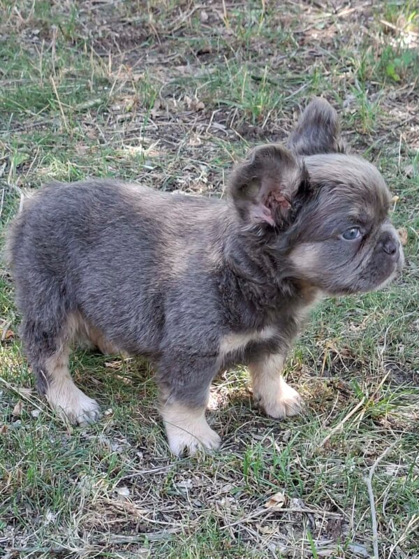 Doc Fluffy French Bulldog Doc Fluffy French Bulldog
