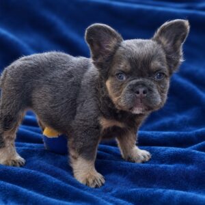 Doc Fluffy French Bulldog Doc Fluffy French Bulldog