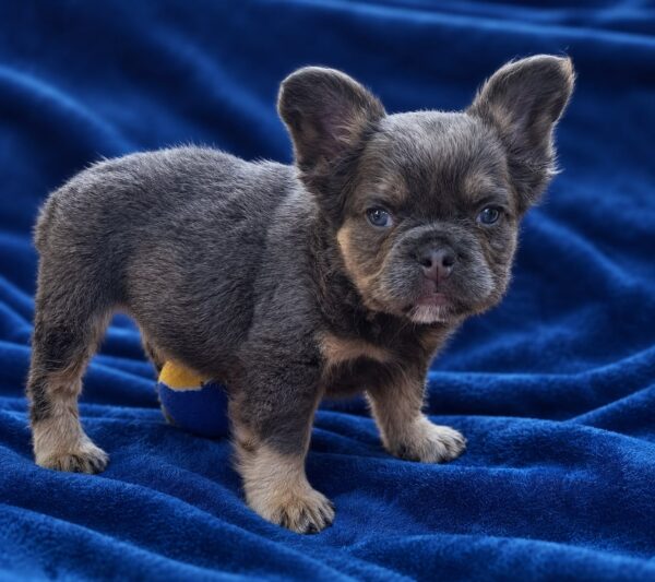 Doc Fluffy French Bulldog Doc Fluffy French Bulldog