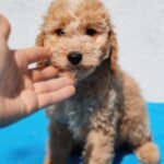Domino-male-golden-doodle-puppy-for-sale- (1)