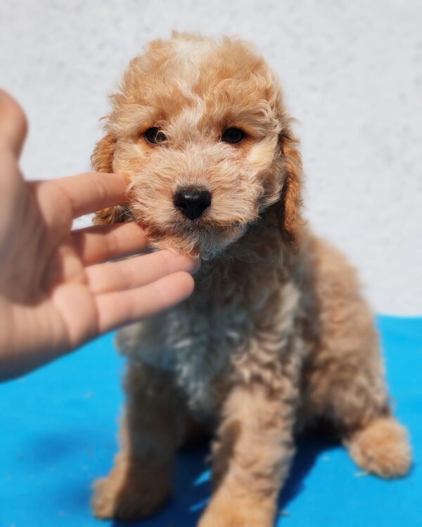 Domino Goldendoodle Domino Goldendoodle