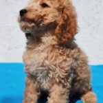 Domino-male-golden-doodle-puppy-for-sale- (2)