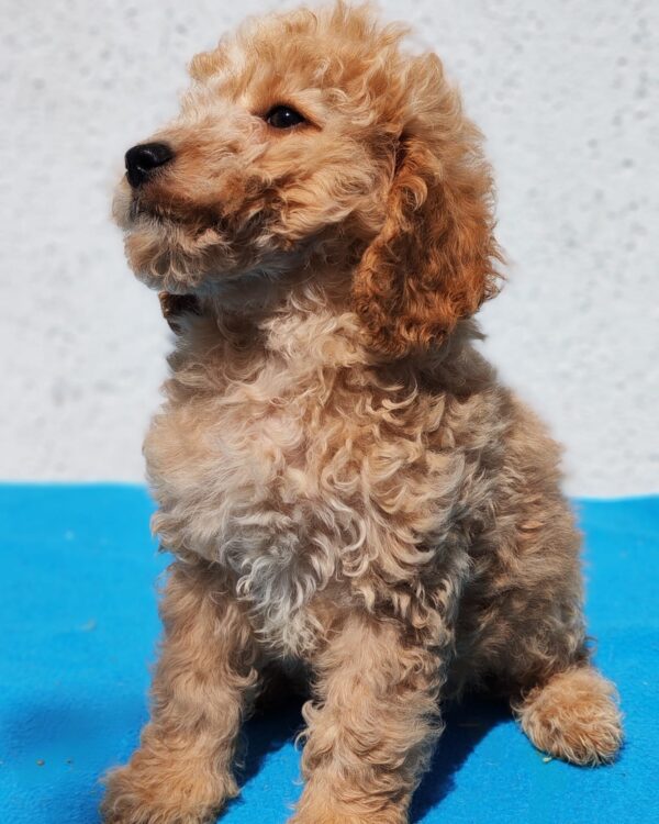 Domino Goldendoodle Domino Goldendoodle