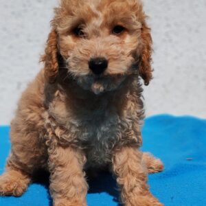 Domino Goldendoodle Domino Goldendoodle