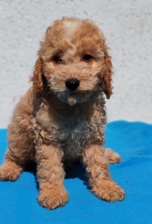 Domino Goldendoodle Domino Goldendoodle