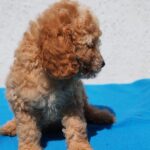 Domino-male-golden-doodle-puppy-for-sale- (4)