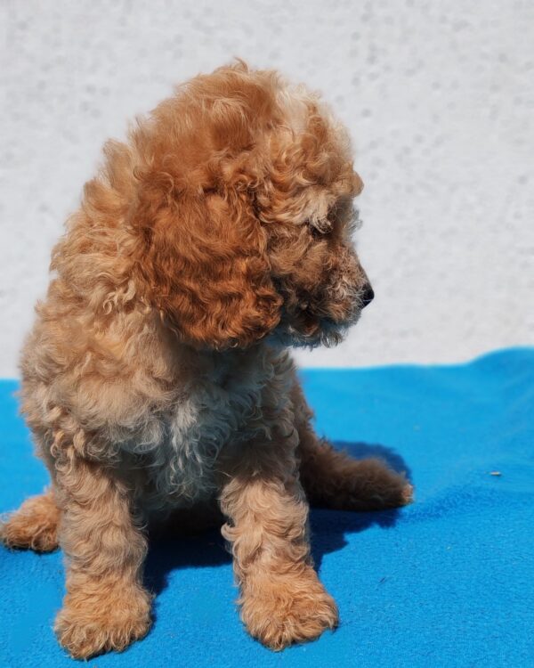 Domino Goldendoodle Domino Goldendoodle