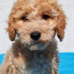 Domino-male-golden-doodle-puppy-for-sale- (5)