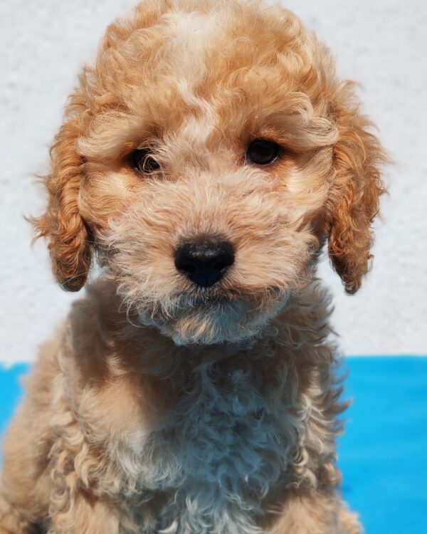 Domino Goldendoodle Domino Goldendoodle