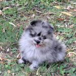 Ecco-male-pomeranian-puppy-for-sale- (1)