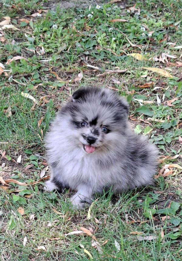 Ecco Pomeranian Ecco Pomeranian