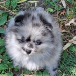 Ecco-male-pomeranian-puppy-for-sale- (2)
