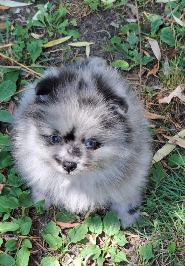 Ecco Pomeranian Ecco Pomeranian