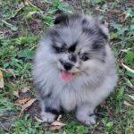 Ecco-male-pomeranian-puppy-for-sale- (3)