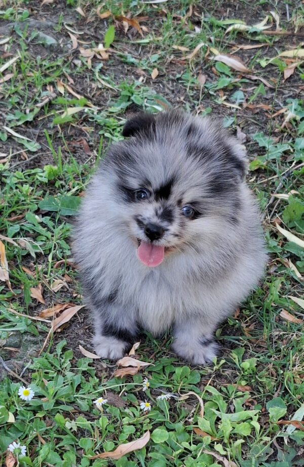 Ecco Pomeranian Ecco Pomeranian