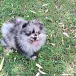 Ecco-male-pomeranian-puppy-for-sale- (4)