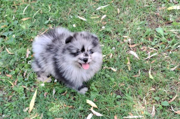 Ecco Pomeranian Ecco Pomeranian