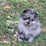 Ecco-male-pomeranian-puppy-for-sale- (5)