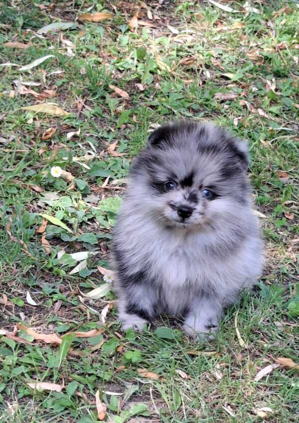 Ecco Pomeranian Ecco Pomeranian