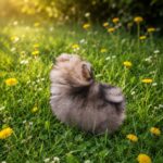 Edel-male-Pomeranian-puppy-for-sale-2