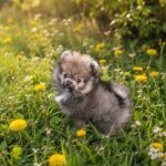 Edel-male-Pomeranian-puppy-for-sale-3
