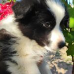 Eleonora-female-Border-Collie-puppy-for-sale-1