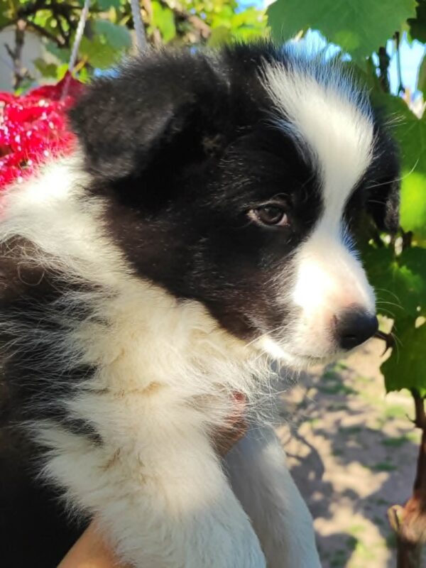 Eleonora Border Collie Eleonora Border Collie