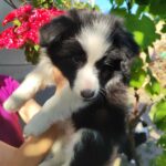 Eleonora-female-Border-Collie-puppy-for-sale-2