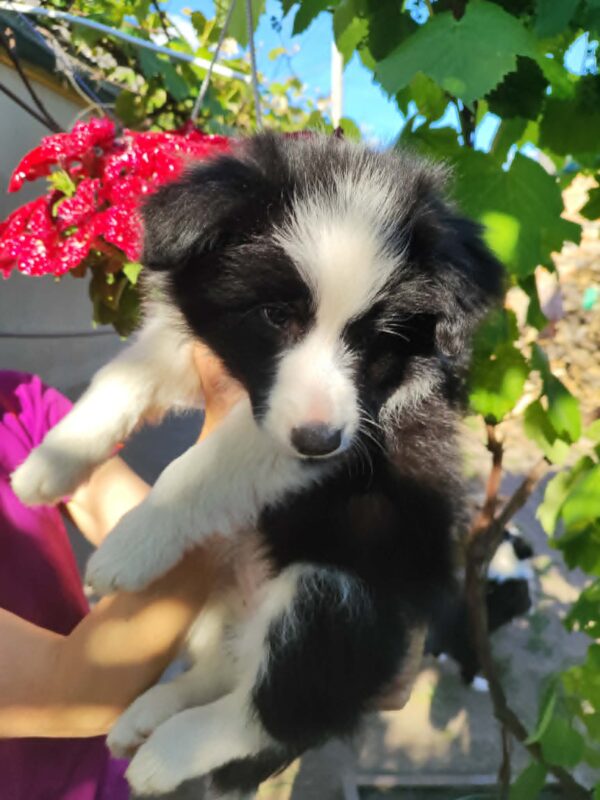 Eleonora Border Collie Eleonora Border Collie