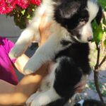 Eleonora-female-Border-Collie-puppy-for-sale-3