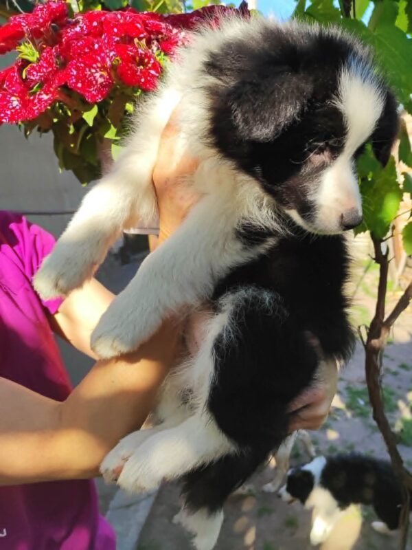 Eleonora Border Collie Eleonora Border Collie
