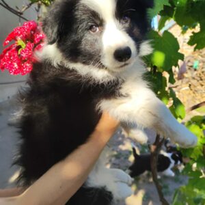 Eleonora Border Collie Eleonora Border Collie