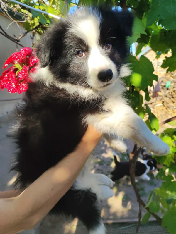 Eleonora Border Collie Eleonora Border Collie