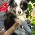 Eleonora-female-Border-Collie-puppy-for-sale-5