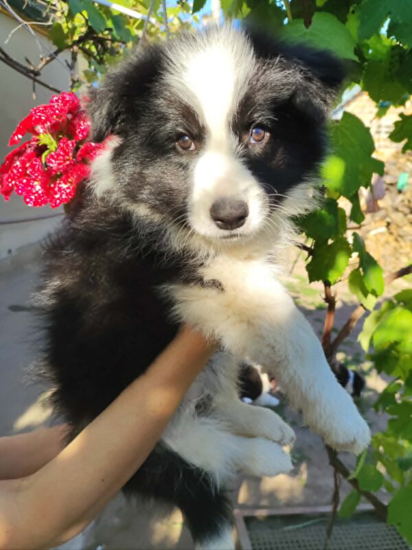 Eleonora Border Collie Eleonora Border Collie