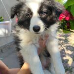 Eleonora-female-Border-Collie-puppy-for-sale-6